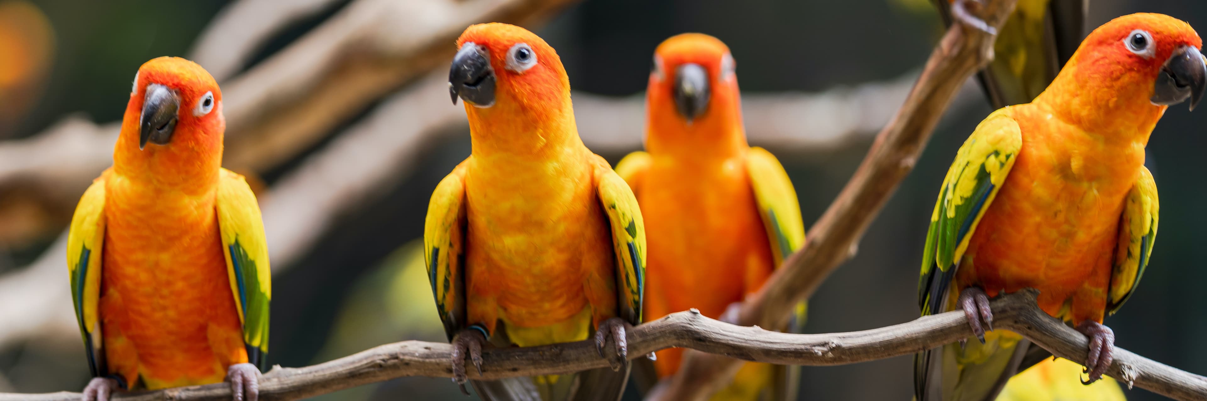 Observación y registro