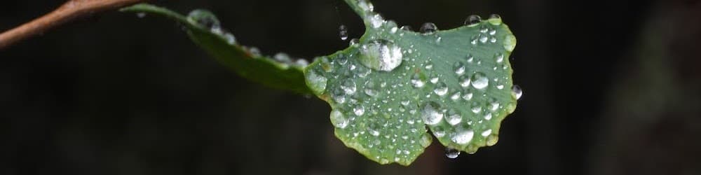 Imágenes para lo compartido