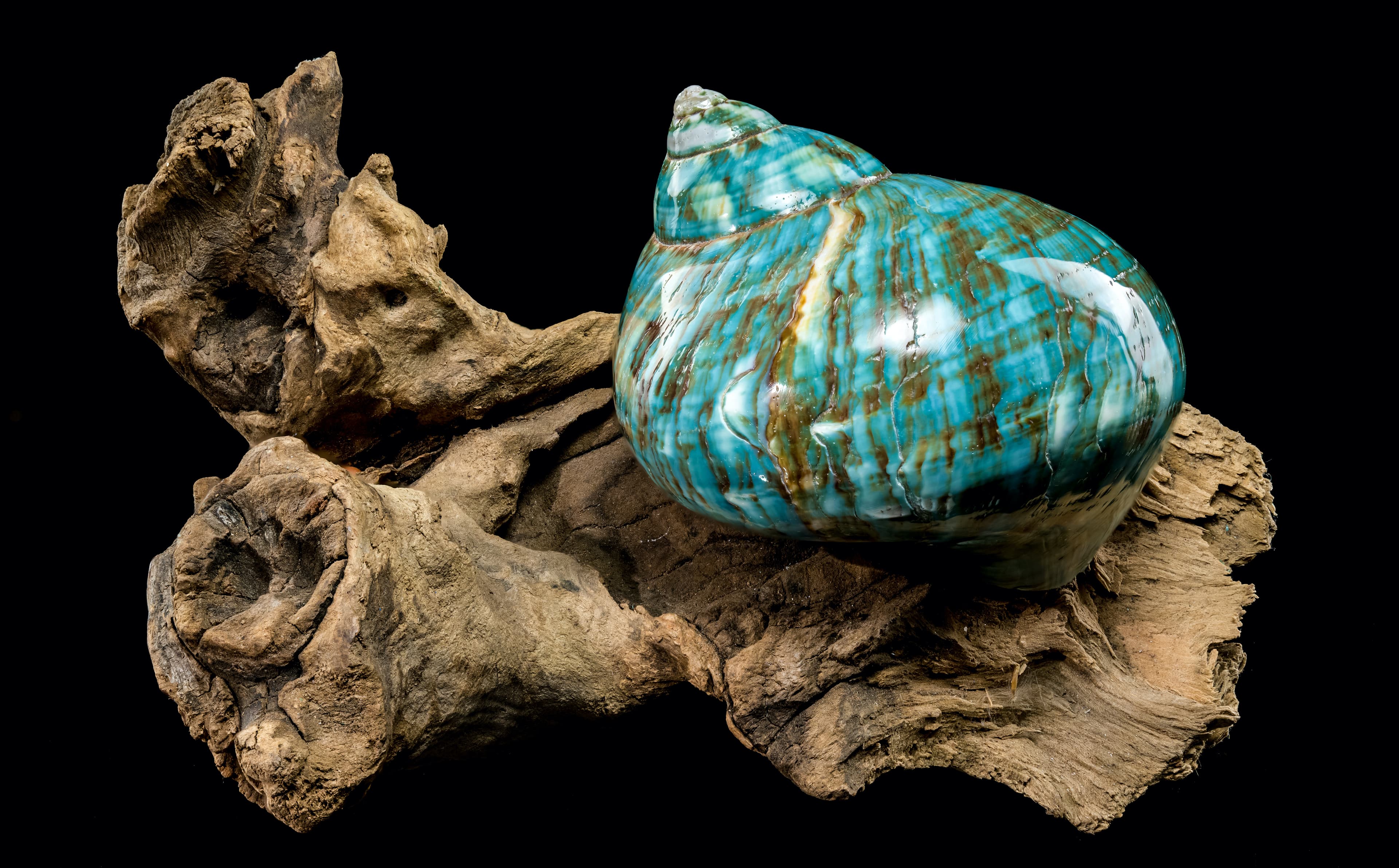 Colección científica